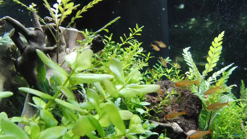 Aquarium Gesellschaftsbecken von Bestandteil (11)