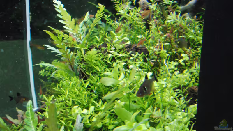 Aquarium Gesellschaftsbecken von Bestandteil (14)