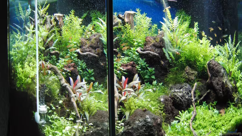 Aquarium Gesellschaftsbecken von Bestandteil (16)