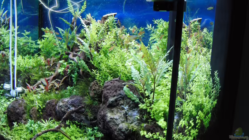 Aquarium Gesellschaftsbecken von Bestandteil (17)