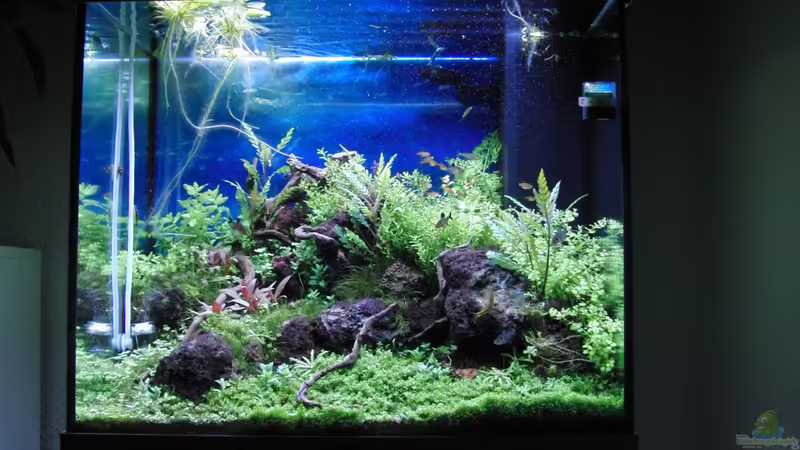 Aquarium Gesellschaftsbecken von Bestandteil (2)