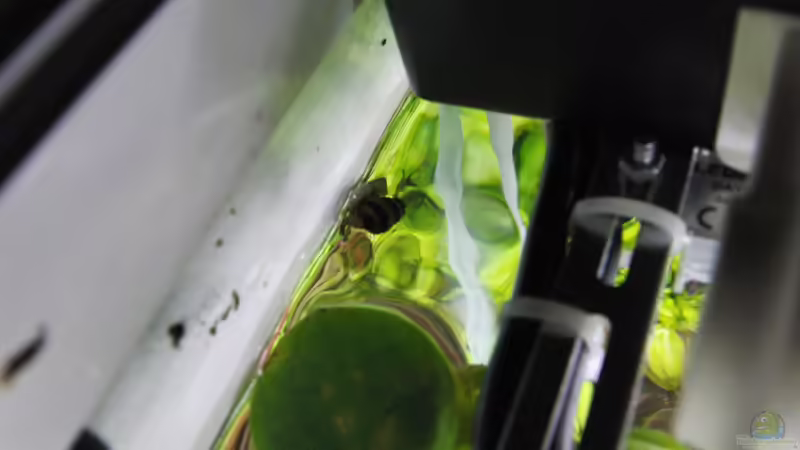 Aquarium Gesellschaftsbecken von Bestandteil (21)