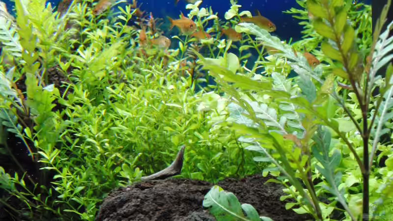 Aquarium Gesellschaftsbecken von Bestandteil (23)