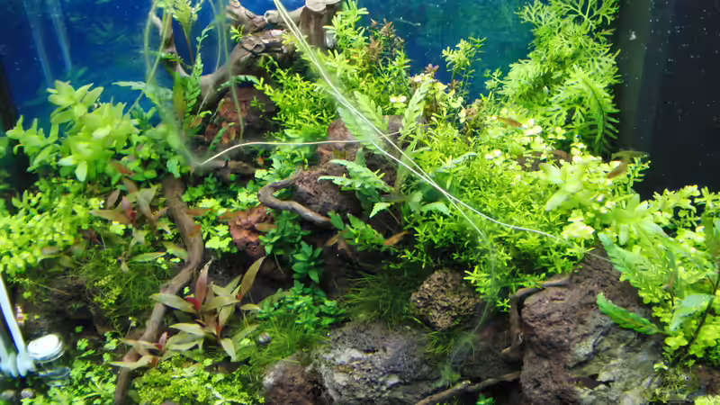 Aquarium Gesellschaftsbecken von Bestandteil (24)