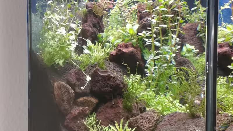 Aquarium Gesellschaftsbecken von Bestandteil (26)