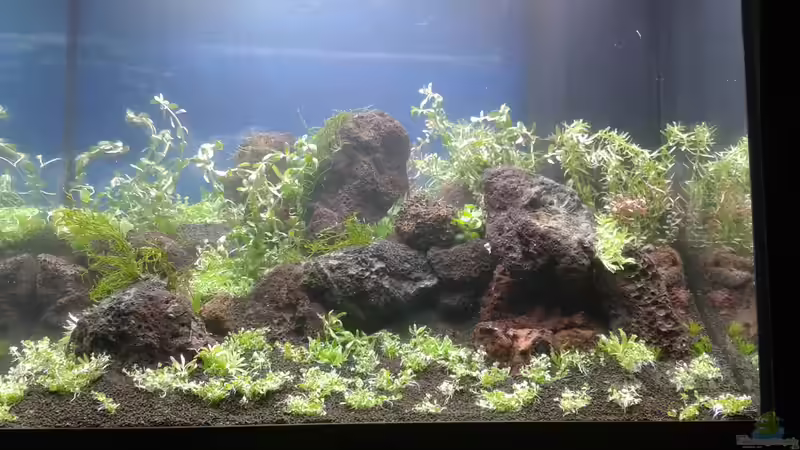 Aquarium Gesellschaftsbecken von Bestandteil (27)