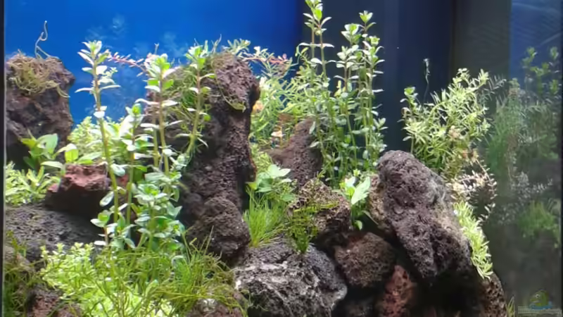 Aquarium Gesellschaftsbecken von Bestandteil (28)