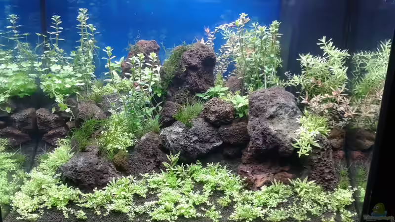 Aquarium Gesellschaftsbecken von Bestandteil (29)