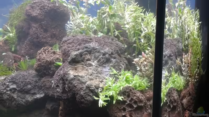 Aquarium Gesellschaftsbecken von Bestandteil (30)