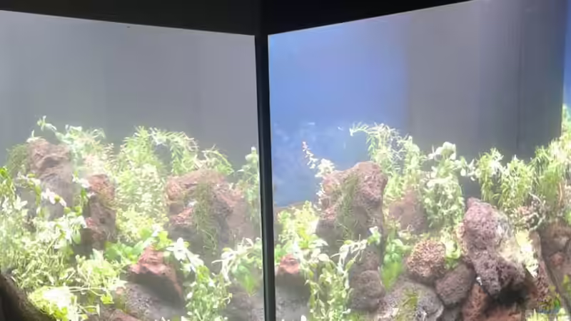 Aquarium Gesellschaftsbecken von Bestandteil (32)