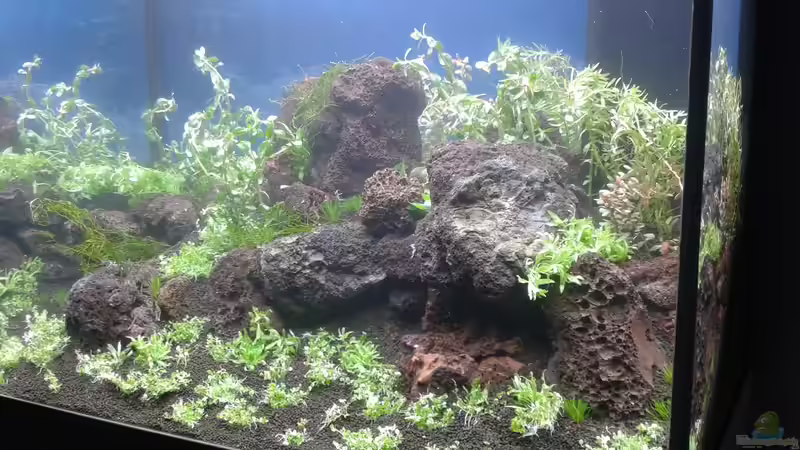 Aquarium Gesellschaftsbecken von Bestandteil (33)