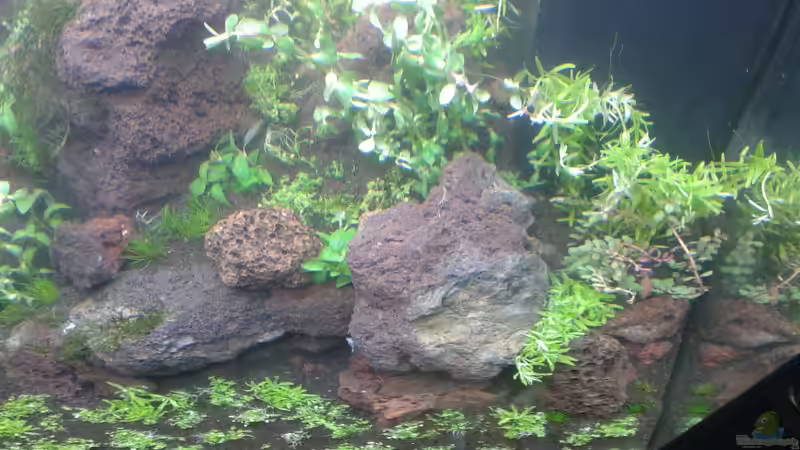 Aquarium Gesellschaftsbecken von Bestandteil (35)