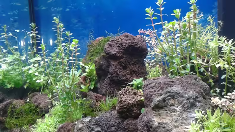 Aquarium Gesellschaftsbecken von Bestandteil (36)