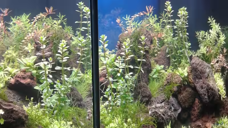 Aquarium Gesellschaftsbecken von Bestandteil (38)