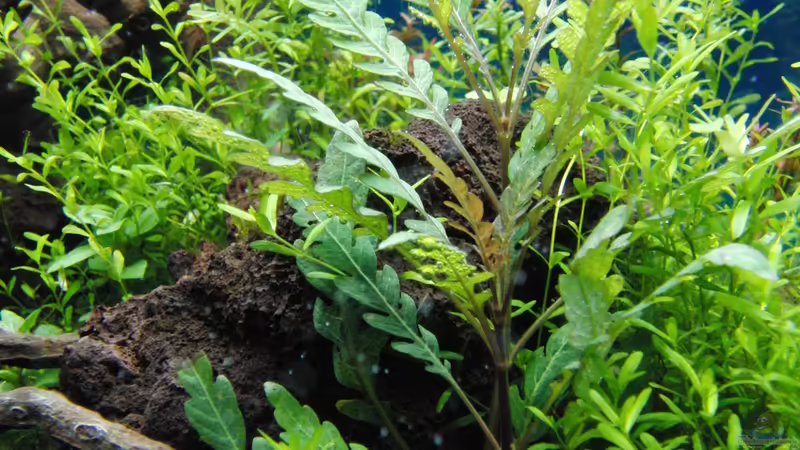 Aquarium Gesellschaftsbecken von Bestandteil (4)