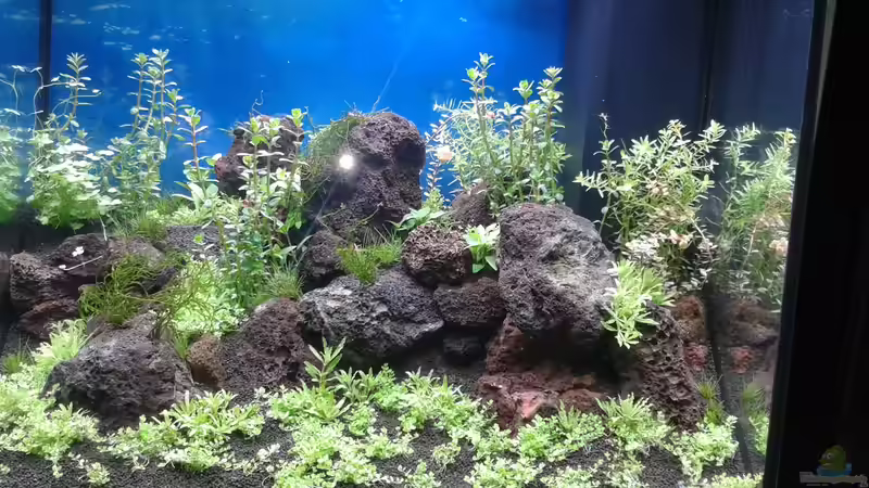 Aquarium Gesellschaftsbecken von Bestandteil (40)