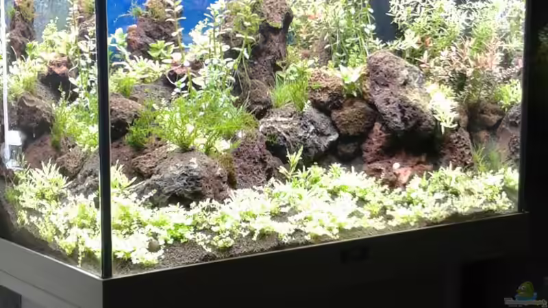 Aquarium Gesellschaftsbecken von Bestandteil (41)