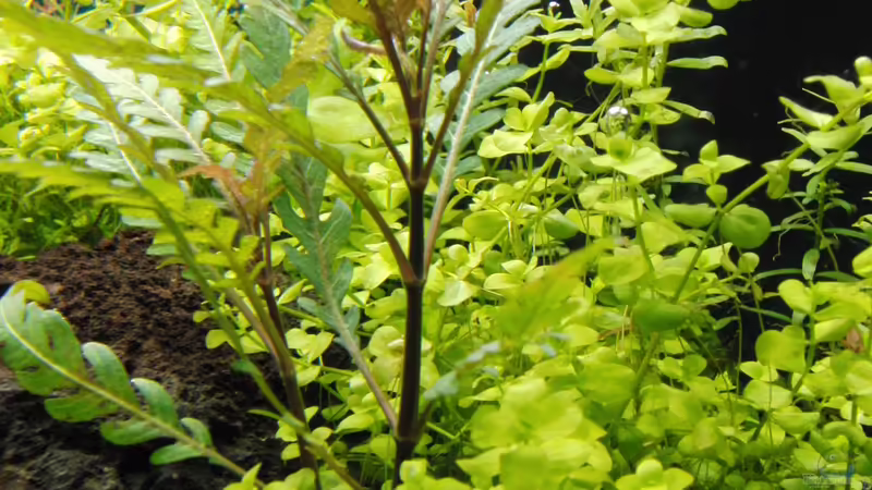 Aquarium Gesellschaftsbecken von Bestandteil (5)