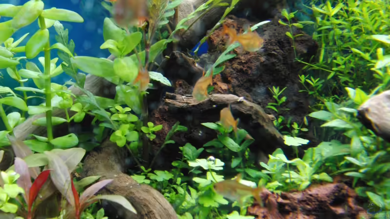 Aquarium Gesellschaftsbecken von Bestandteil (8)