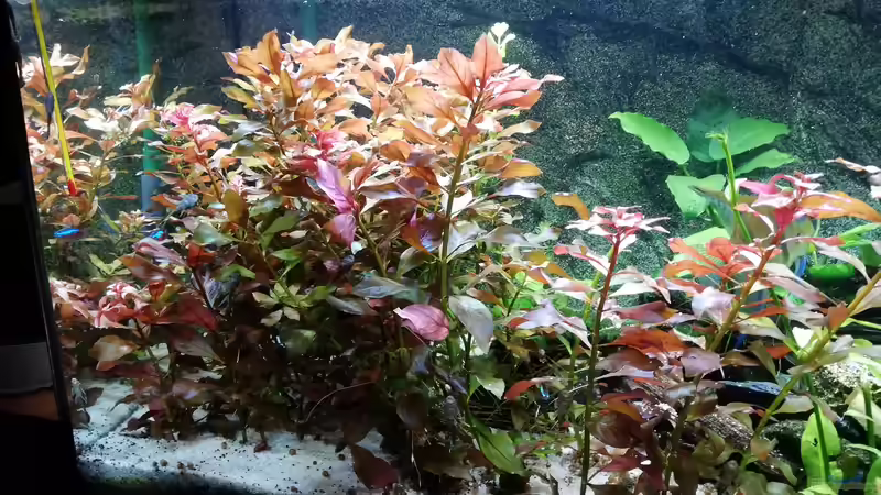 Aquarium Gesellschaftsbecken von Chinese Inai (2)