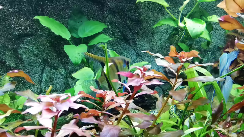 Aquarium Gesellschaftsbecken von Chinese Inai (4)