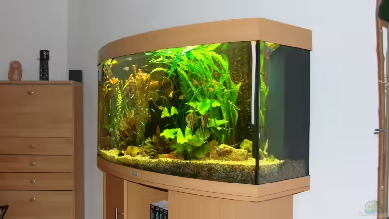 Aquarium Gesellschaftsbecken von christian (4)