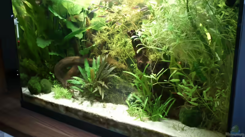 Aquarium Gesellschaftsbecken von Danny7 (3)