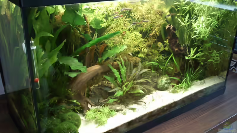 Aquarium Gesellschaftsbecken von Danny7 (4)