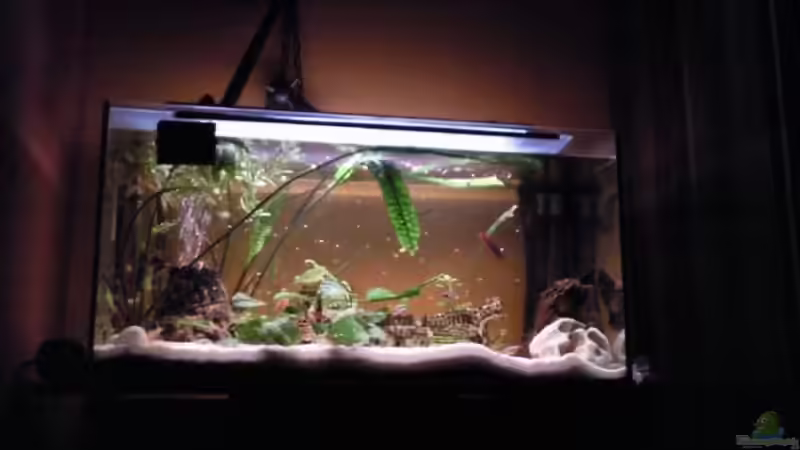Aquarium Gesellschaftsbecken von Dt-Floppy (2)