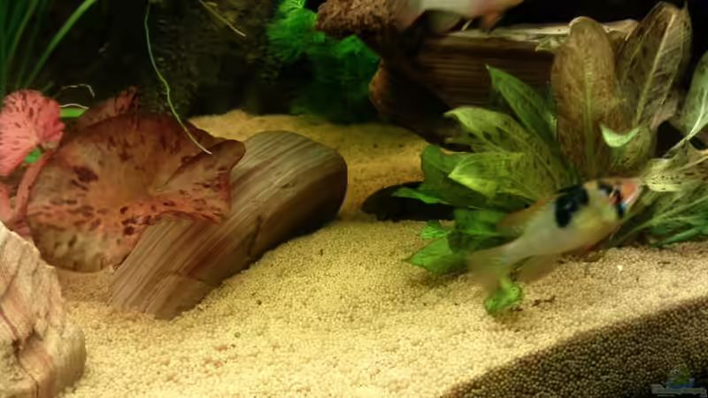 Aquarium Gesellschaftsbecken von Hubi und Hilli (2)