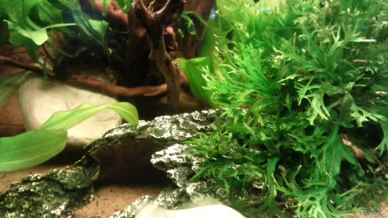 Aquarium Gesellschaftsbecken von Hubi und Hilli (3)