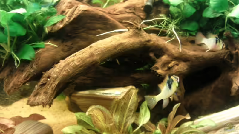 Aquarium Gesellschaftsbecken von Hubi und Hilli (4)