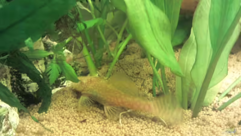 Aquarium Gesellschaftsbecken von Hubi und Hilli (5)