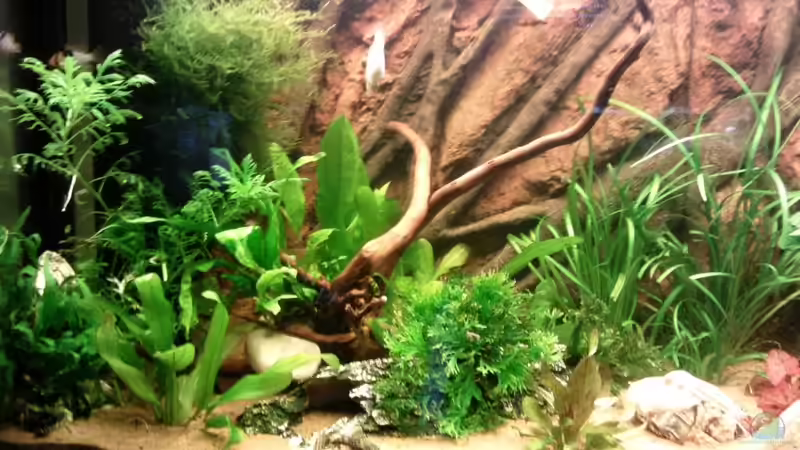 Aquarium Gesellschaftsbecken von Hubi und Hilli (8)