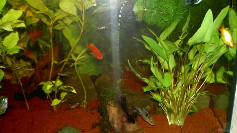 Aquarium Gesellschaftsbecken von Jan Allemann (4)