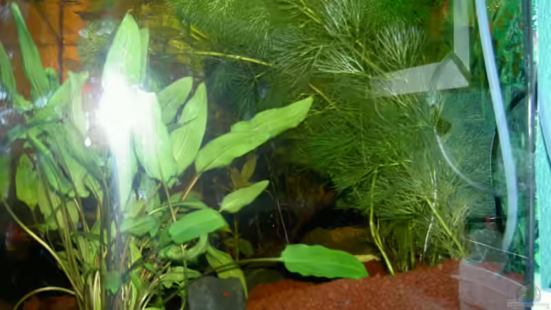 Aquarium Gesellschaftsbecken von Jan Allemann (5)