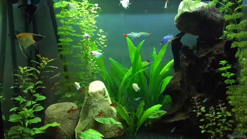 Aquarium Gesellschaftsbecken von Julian Stoll (4)