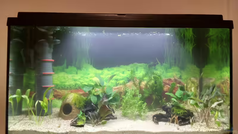 Aquarium Gesellschaftsbecken von Lily (10)