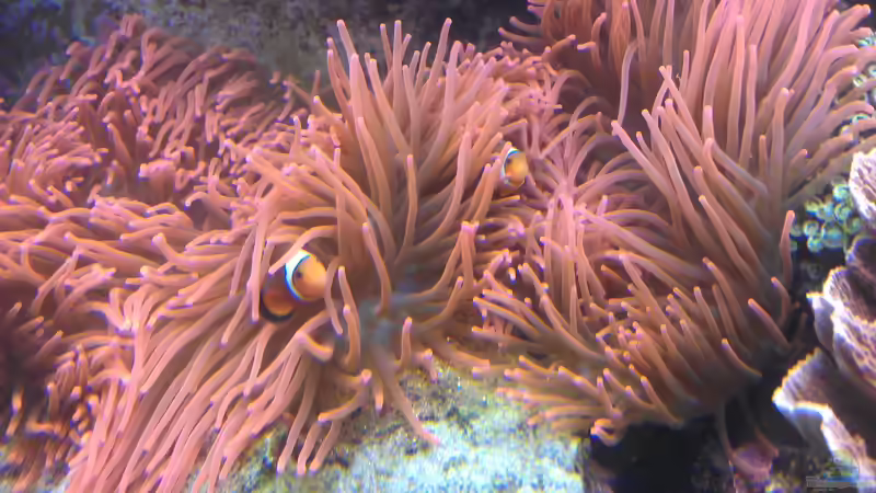 Aquarium Gesellschaftsbecken von Madoxl (10)