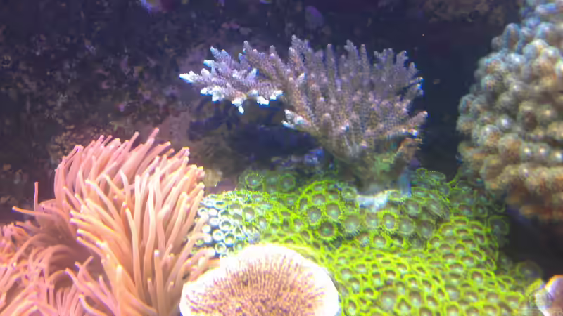 Aquarium Gesellschaftsbecken von Madoxl (12)