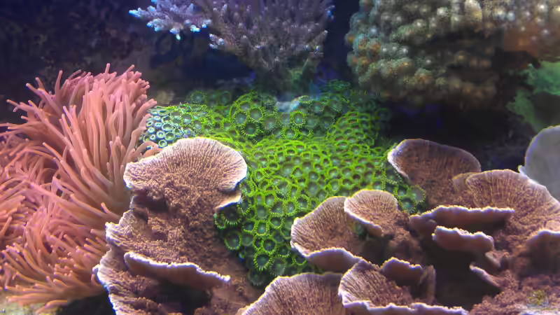 Aquarium Gesellschaftsbecken von Madoxl (13)