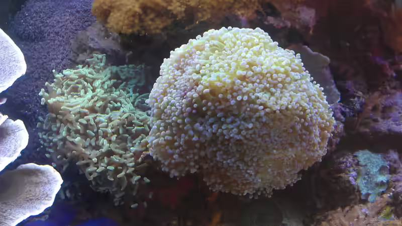 Aquarium Gesellschaftsbecken von Madoxl (15)