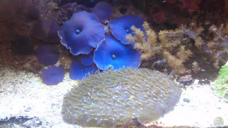 Aquarium Gesellschaftsbecken von Madoxl (16)