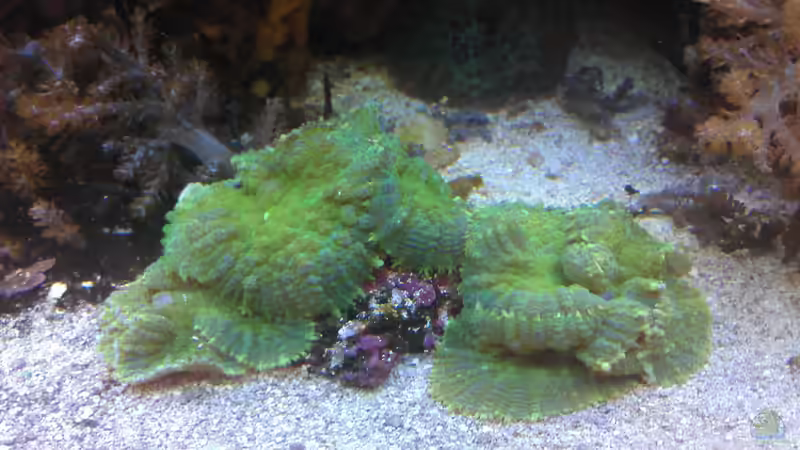 Aquarium Gesellschaftsbecken von Madoxl (17)