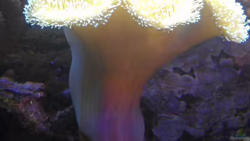 Aquarium Gesellschaftsbecken von Madoxl (19)