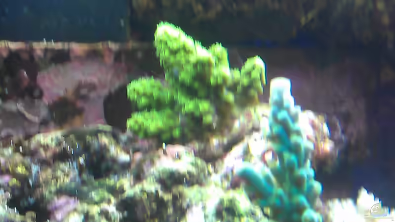 Aquarium Gesellschaftsbecken von Madoxl (2)