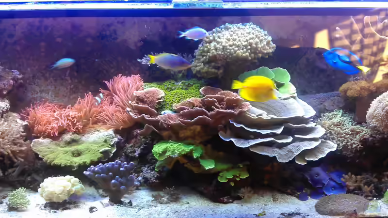 Aquarium Gesellschaftsbecken von Madoxl (21)