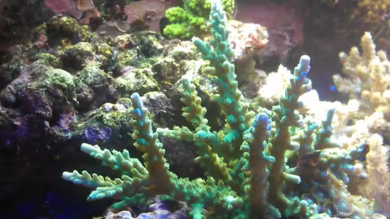 Aquarium Gesellschaftsbecken von Madoxl (3)