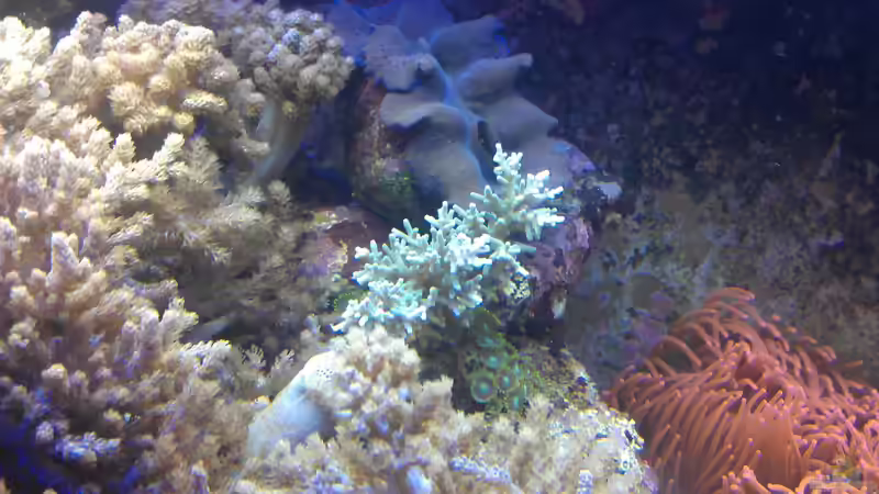 Aquarium Gesellschaftsbecken von Madoxl (4)