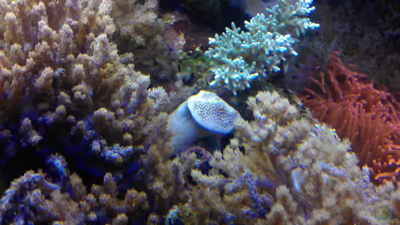 Aquarium Gesellschaftsbecken von Madoxl (5)